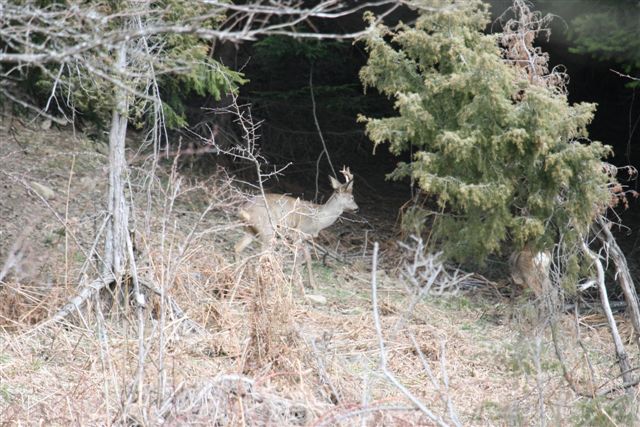 Il Capriolo